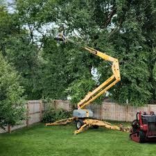 Best Tree Removal Services  in Asheboro, NC